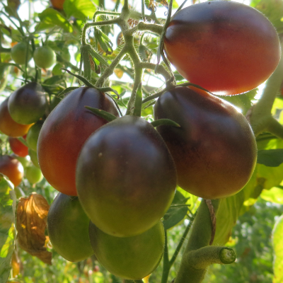 Blau/Rote Tomatenfrucht
