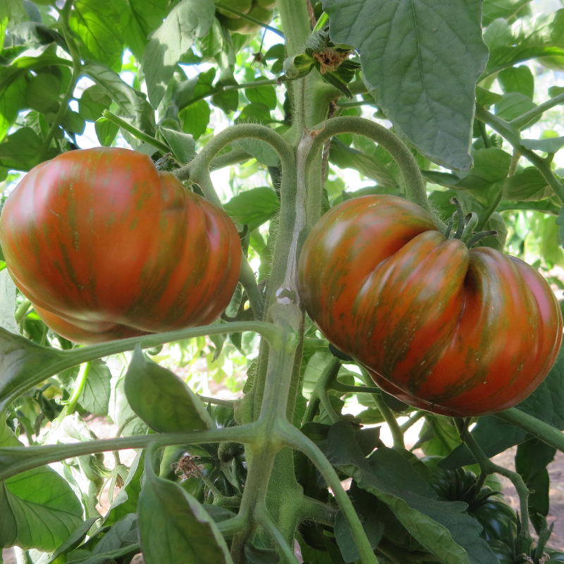 Gestreifte Tomate mit echt gutem Geschmack