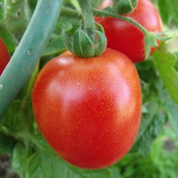 Rote Tomaten