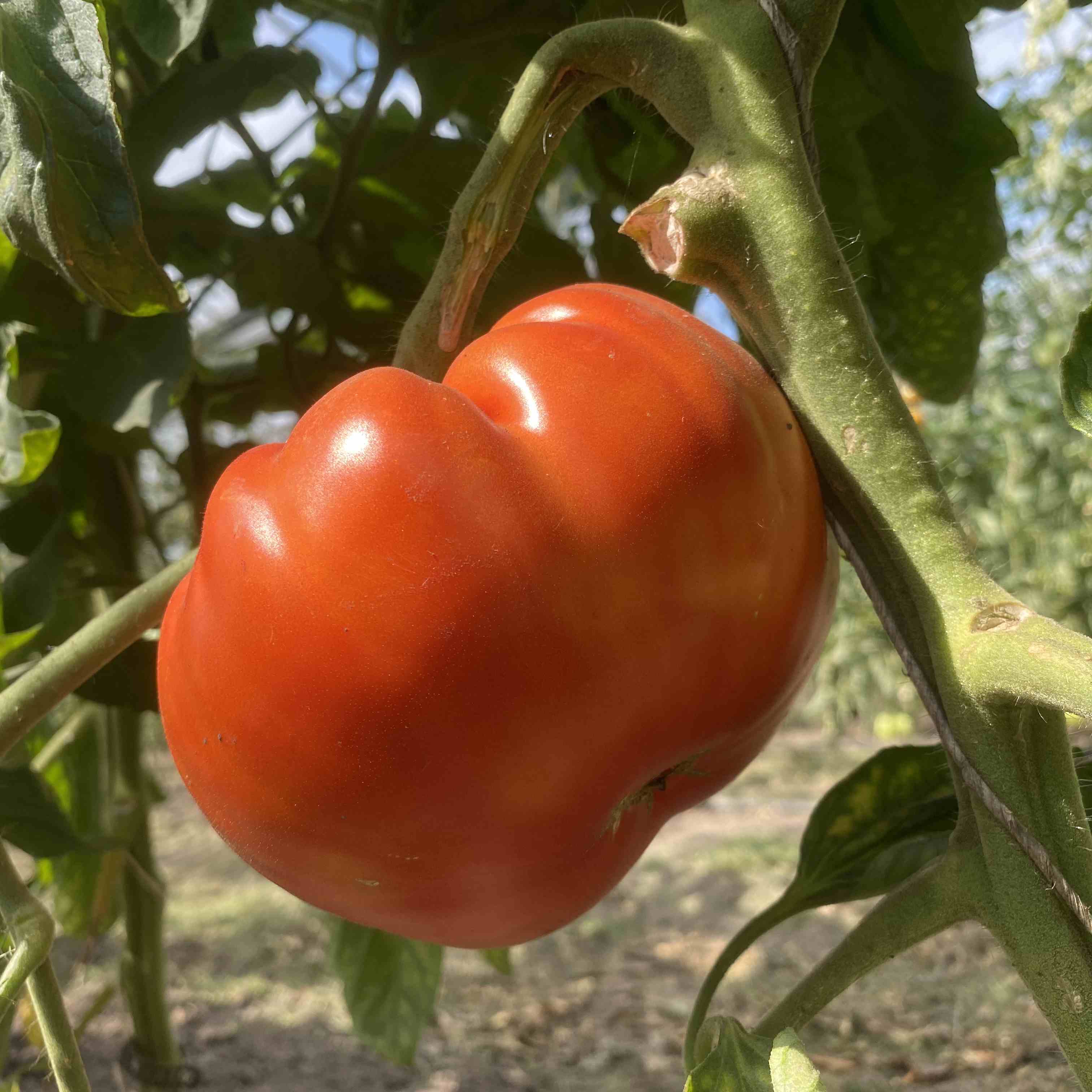 Tomatensaatgut Couilles de Taureau