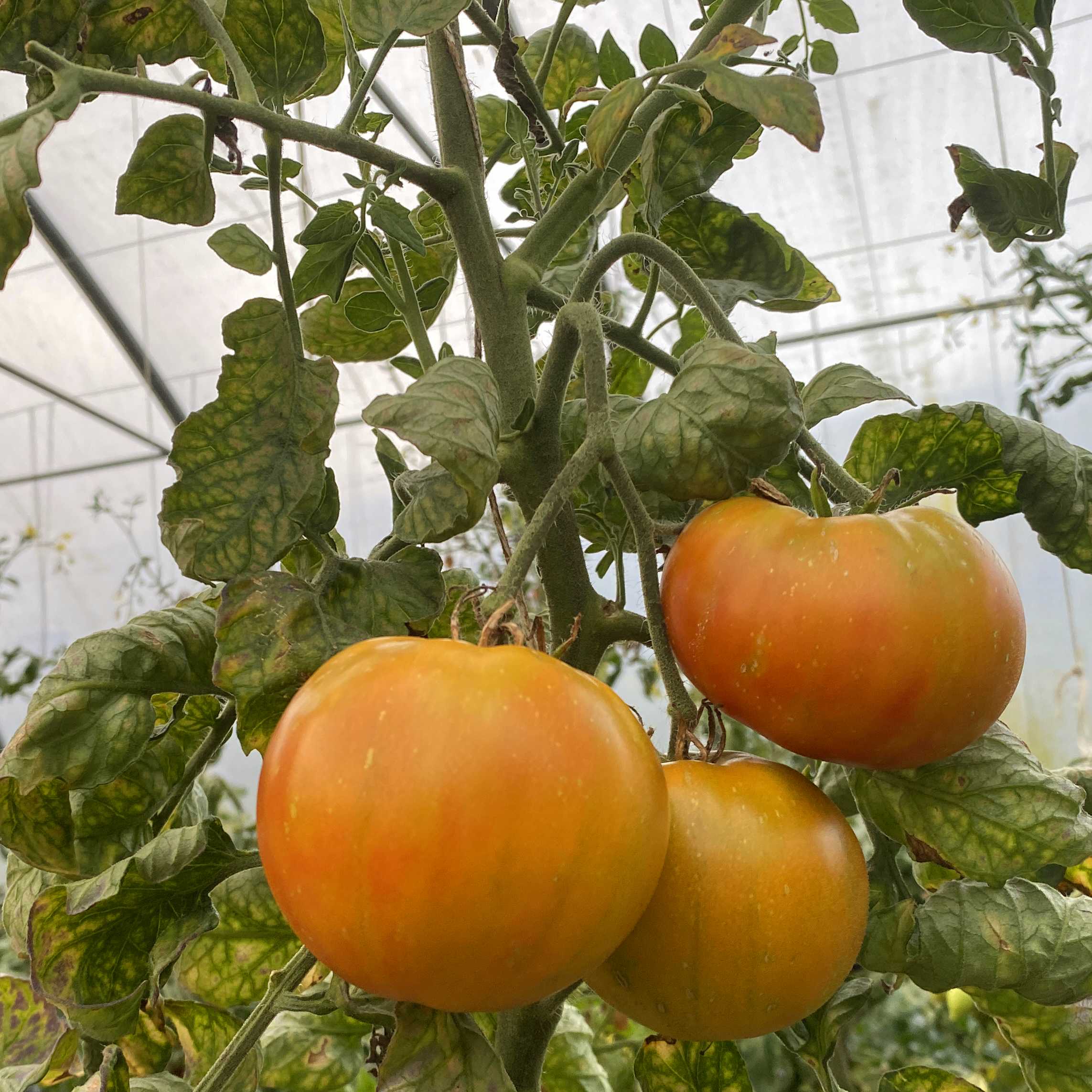 Tomatensaatgut Feuerzauber