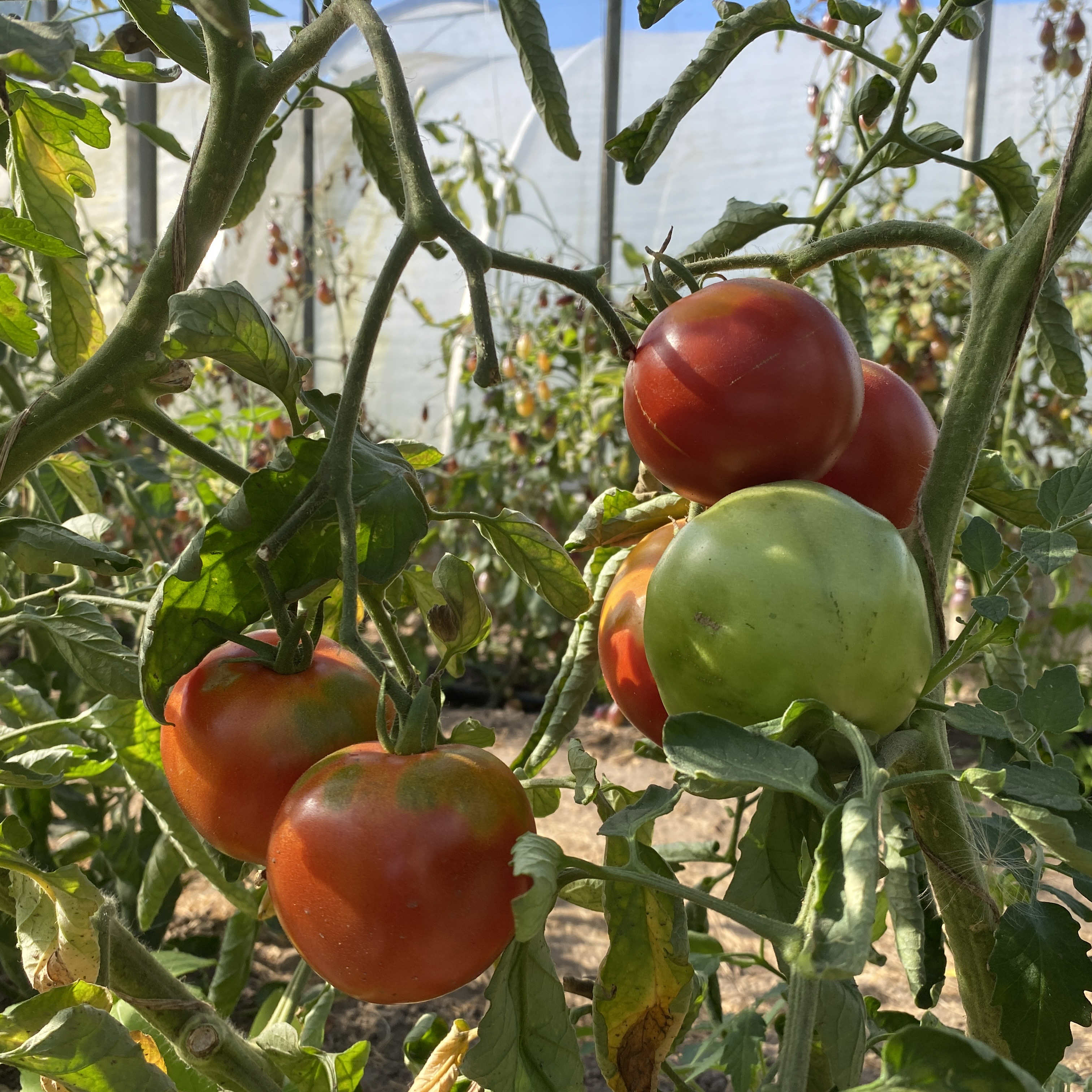 Tomatensaatgut Lithuanian