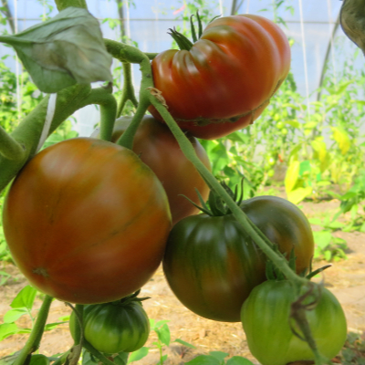 Braune Demeter Tomate
