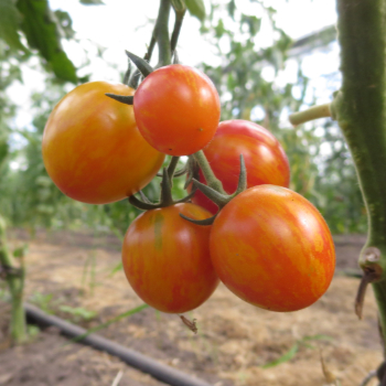 Orange gestreifte Tomatenvielfalt