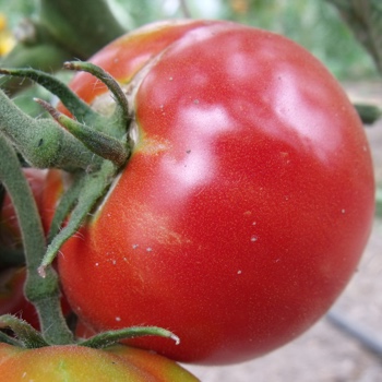 Rote Tomatenvielfalt mit echtem Geschmack