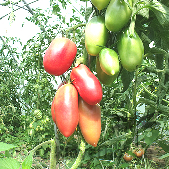 Pinke und Rote längliche Tomatenfrucht