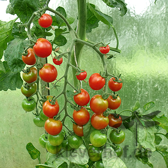 Rote Cherry Tomatensorte mit süßem Geschmack