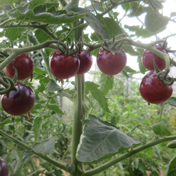 Rot und Blaue Tomatenvielfalt mit Gutem Geschmack