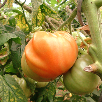 Große Orange Tomatenvielfalt mit echtem Geschmack