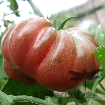 Braune und Rote Tomatensorte 
