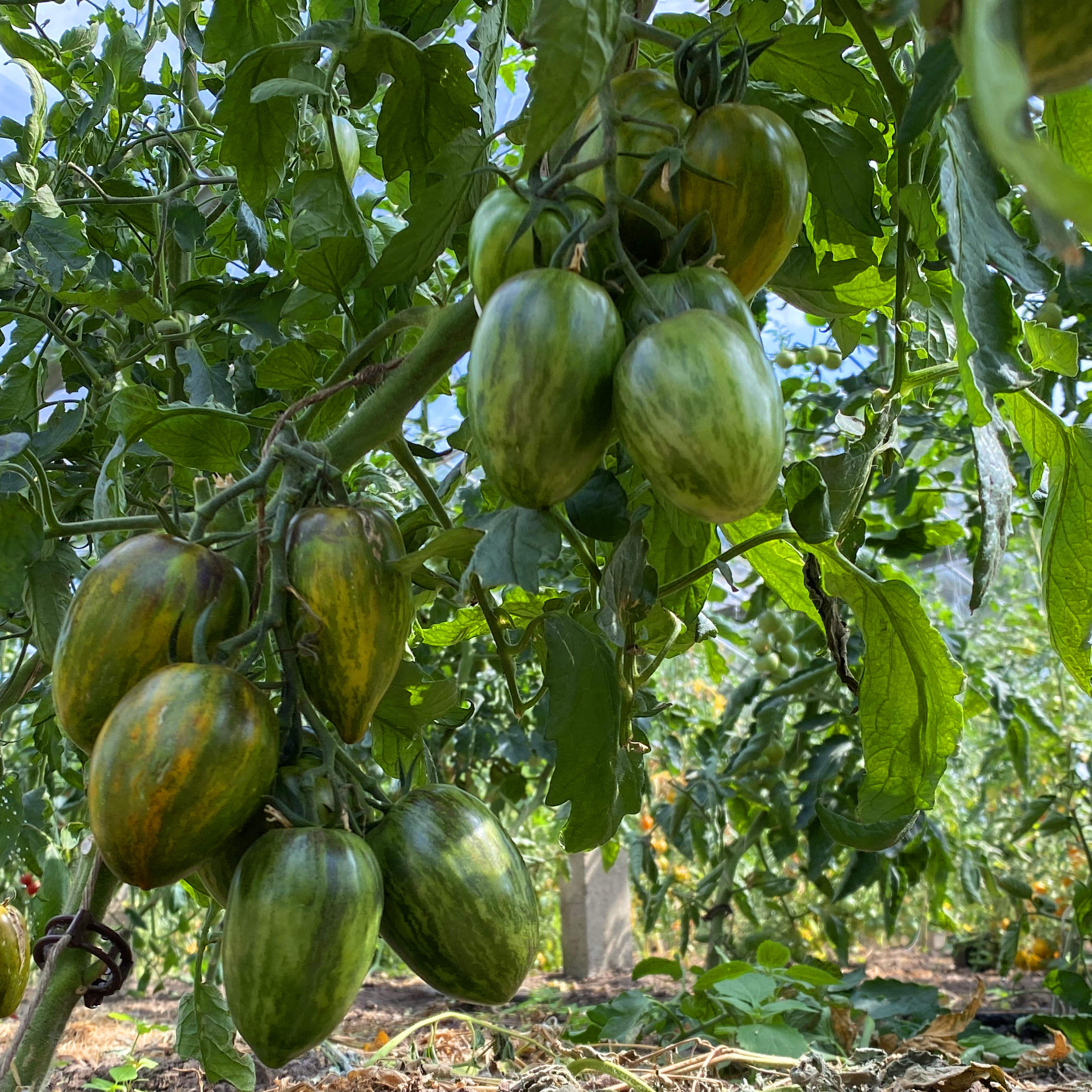 Tomatensaatgut Atomic Fusion