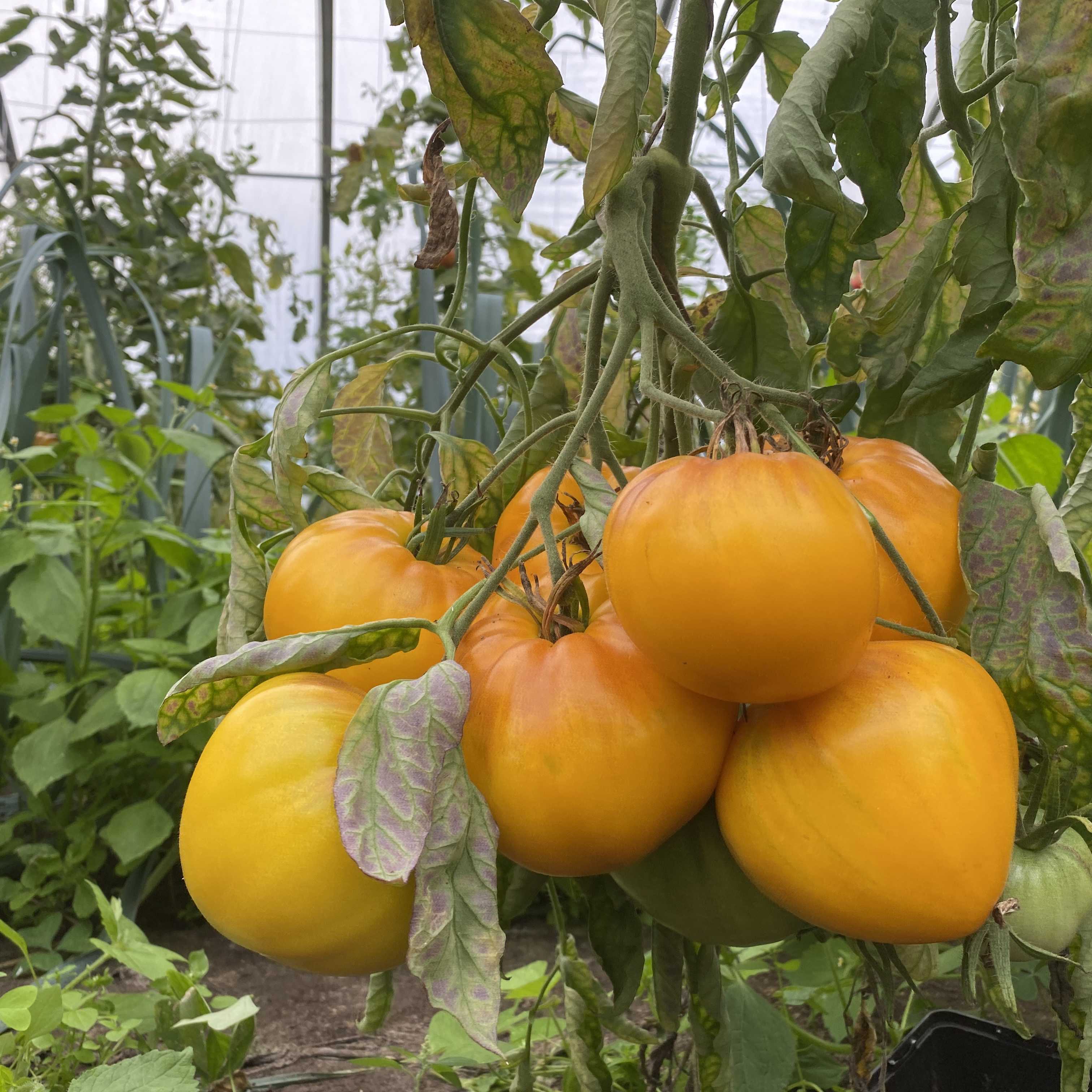 Tomatensaatgut Golden King of Siberia