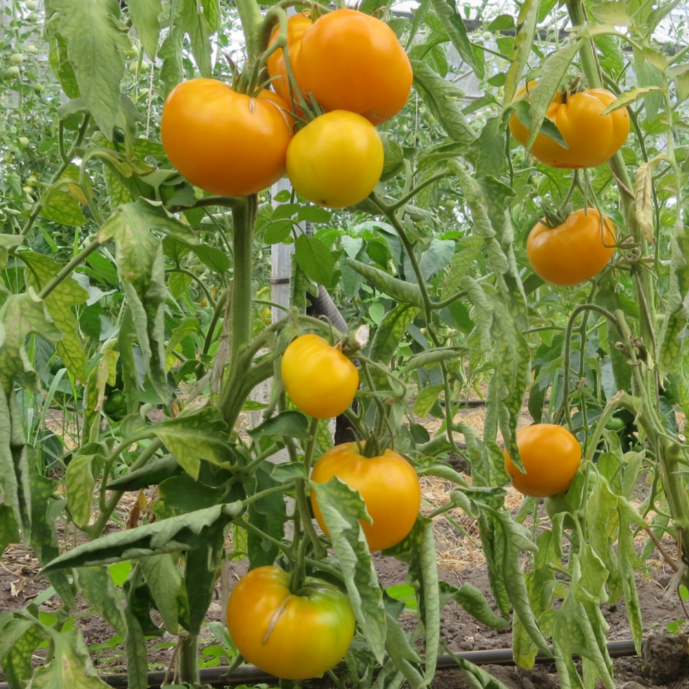 Gelbe Tomatenfrucht