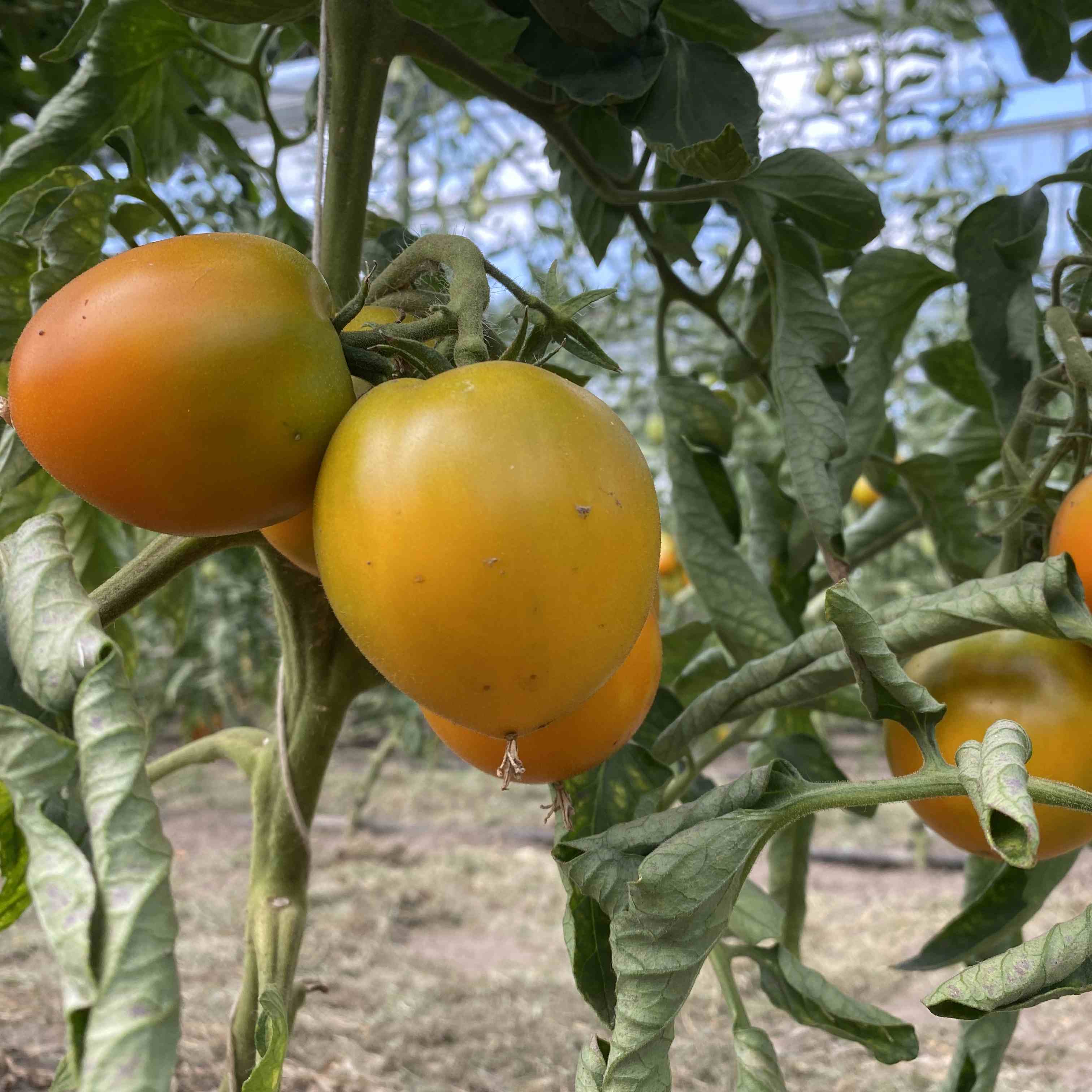 Tomatensaatgut Dills Gelbe Helene