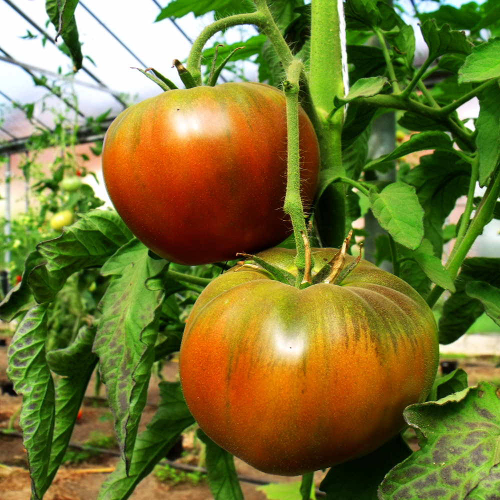 Orange/grüne Tomate