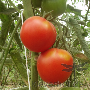 Rote Bio Tomatenfrucht 