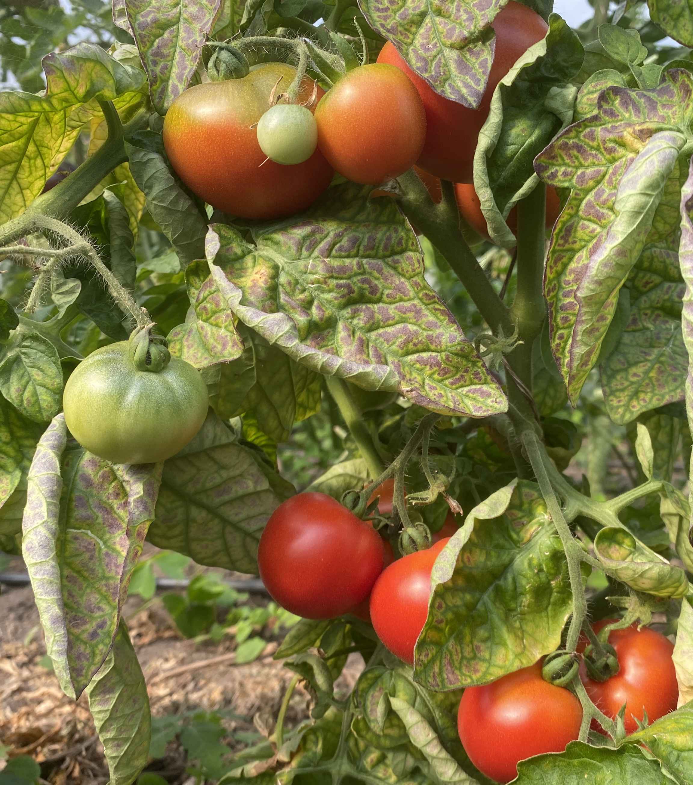 Tomatensaatgut Buissonnante