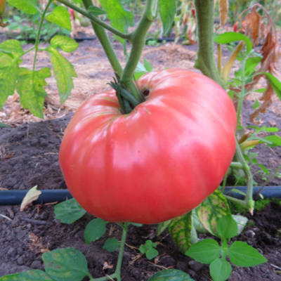 Rot und Pinke Paradeiser