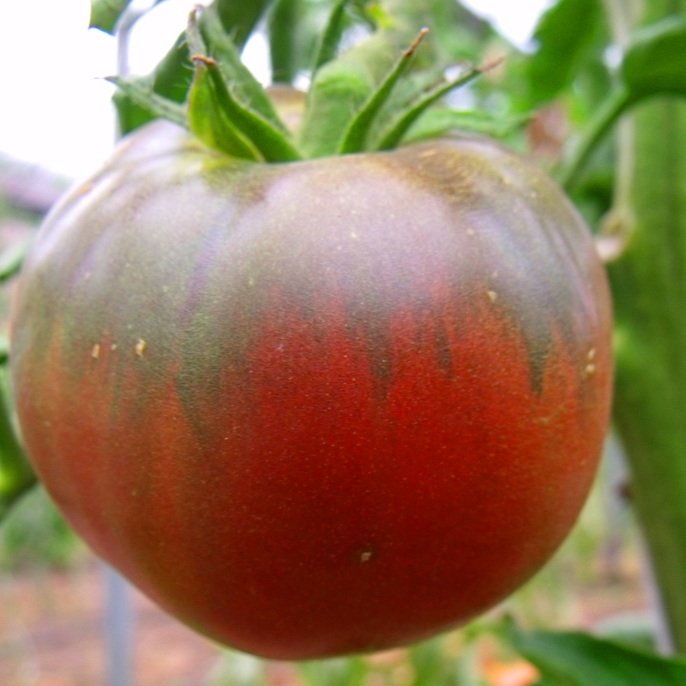 Rot/Braune Tomatenvielfalt