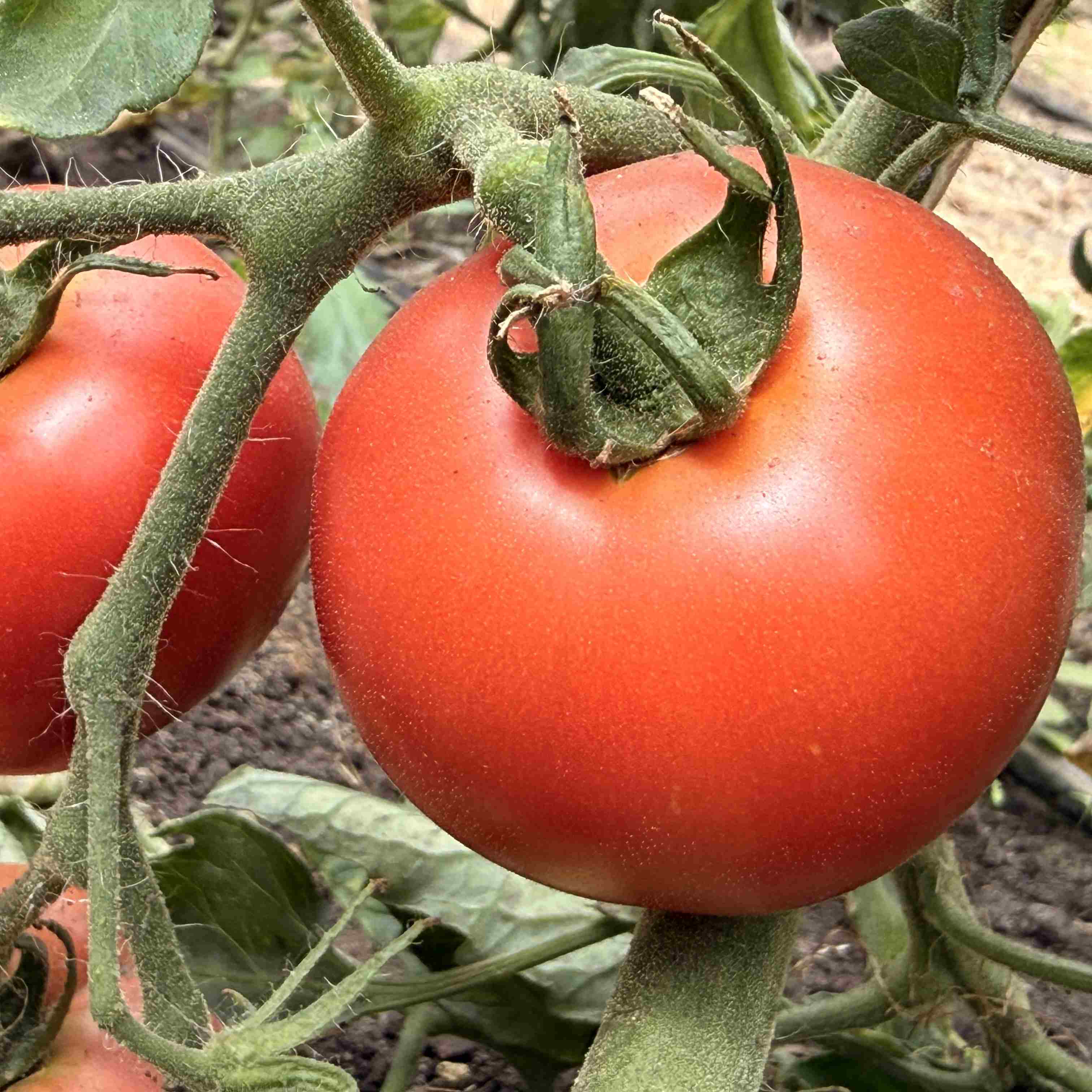 Tomatensaatgut Rutgers