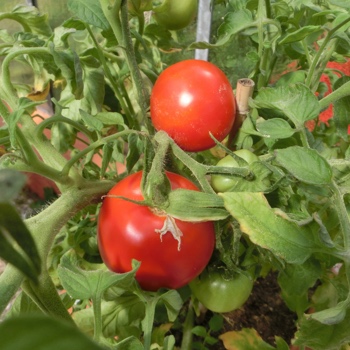 Schöne rote Bio Tomate