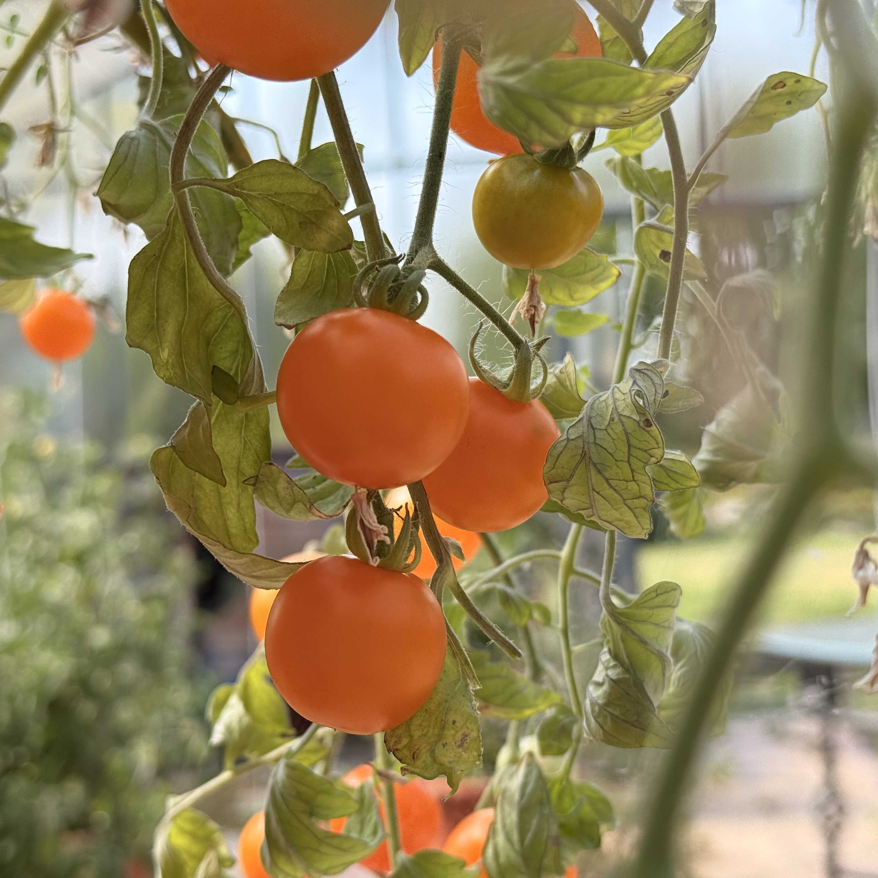 Tomatensaatgut Tumbling Tom Yellow