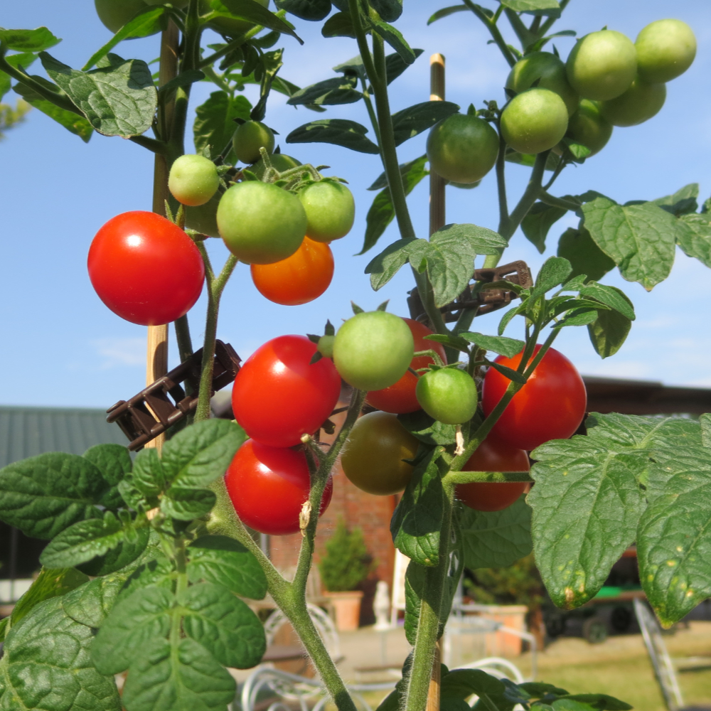 Geschmackvolle Rote Tomate