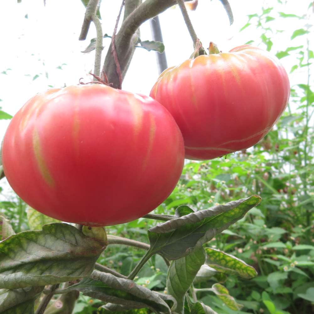 leckere pinke Fleischtomate