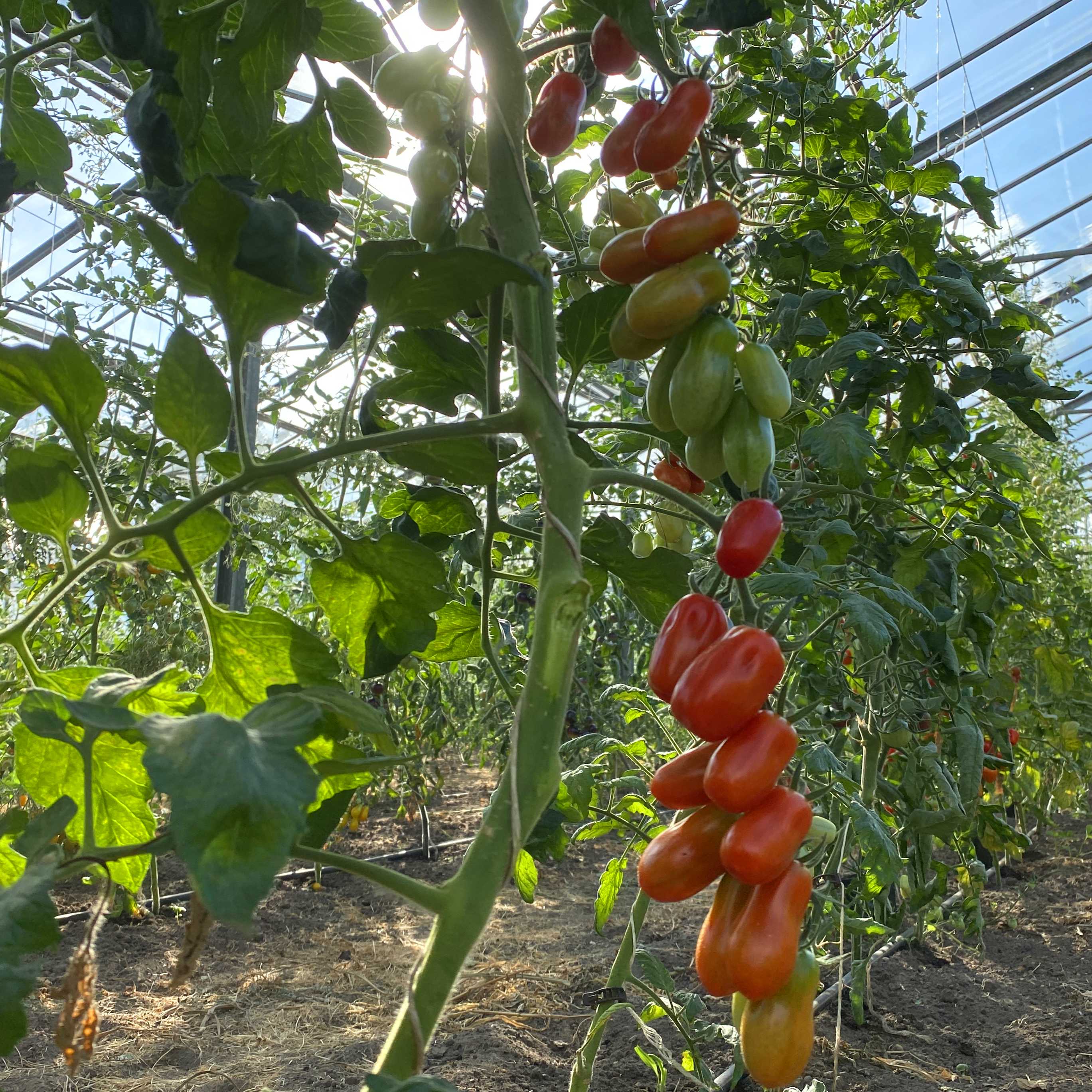 Tomatensaatgut Datterini Rot