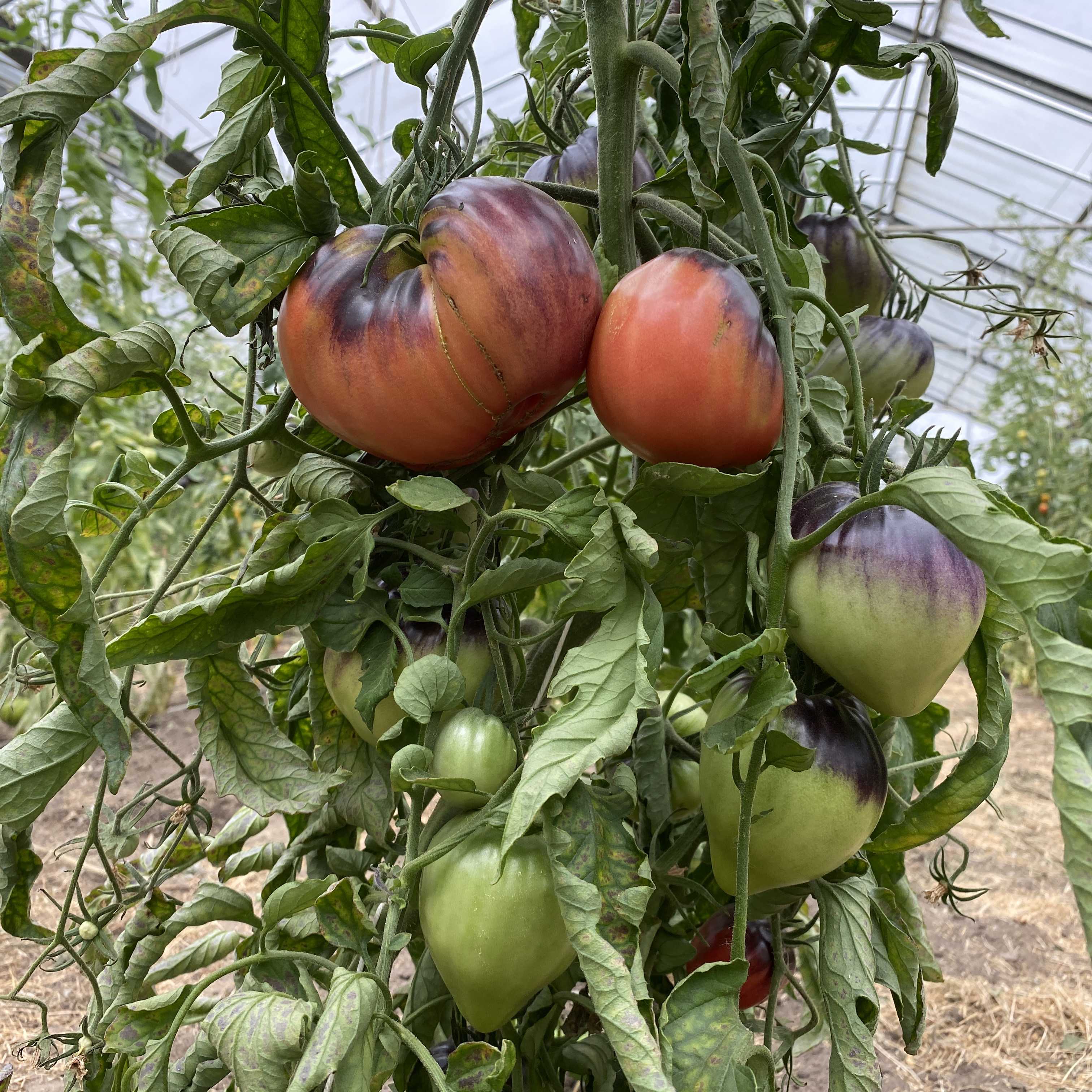 Tomatensaatgut SGT Peppers