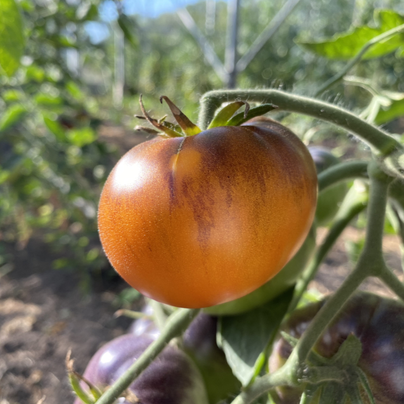 Schöne Orange Tomatenrarität mit blauem Kopf