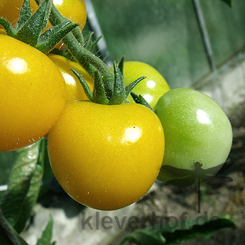 Schöne Gelbe Tomatensorte 