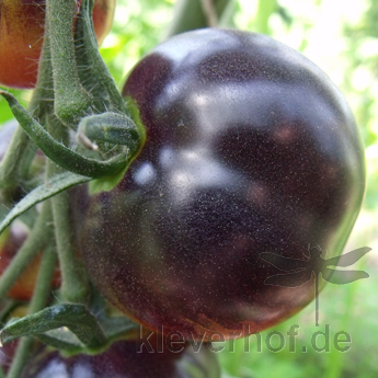 Orange/Blaue Tomatenfrucht