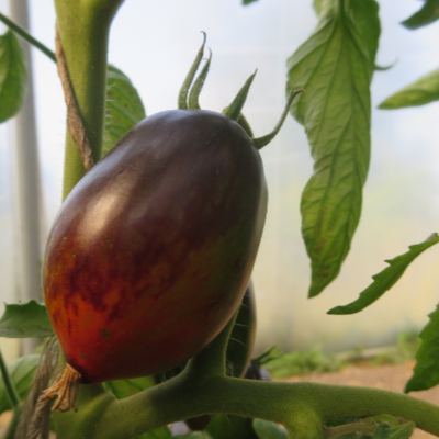 Rot und Blaue Tomatenfrucht