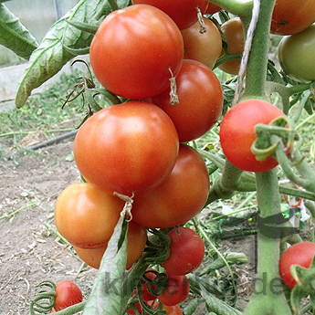 Orange Demeter Tomatenfrüchte