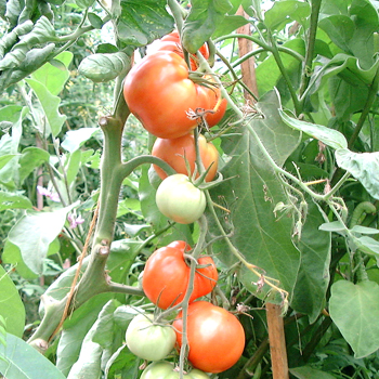 Orange Bio Tomaten 