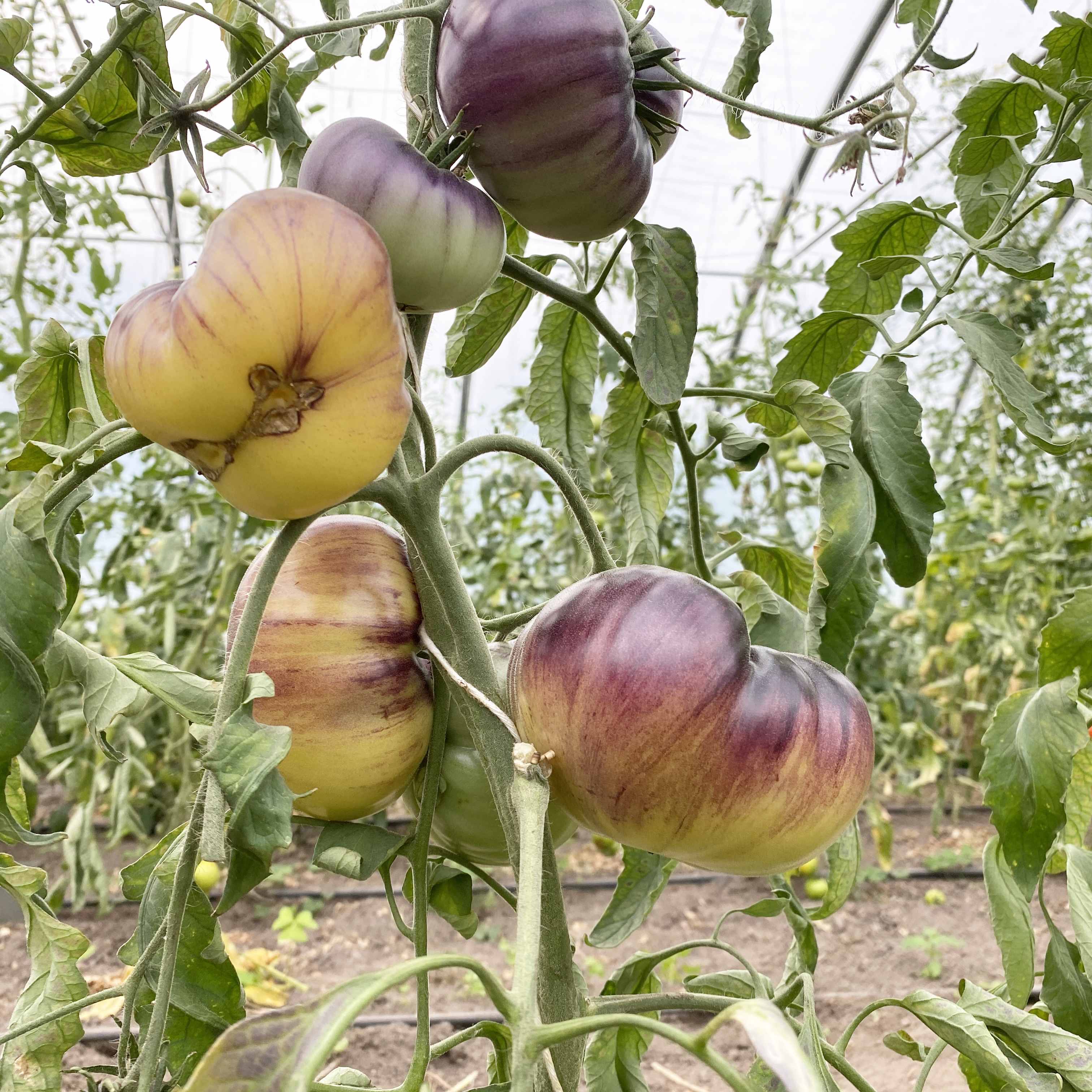 Tomatensaatgut Sart Reloise