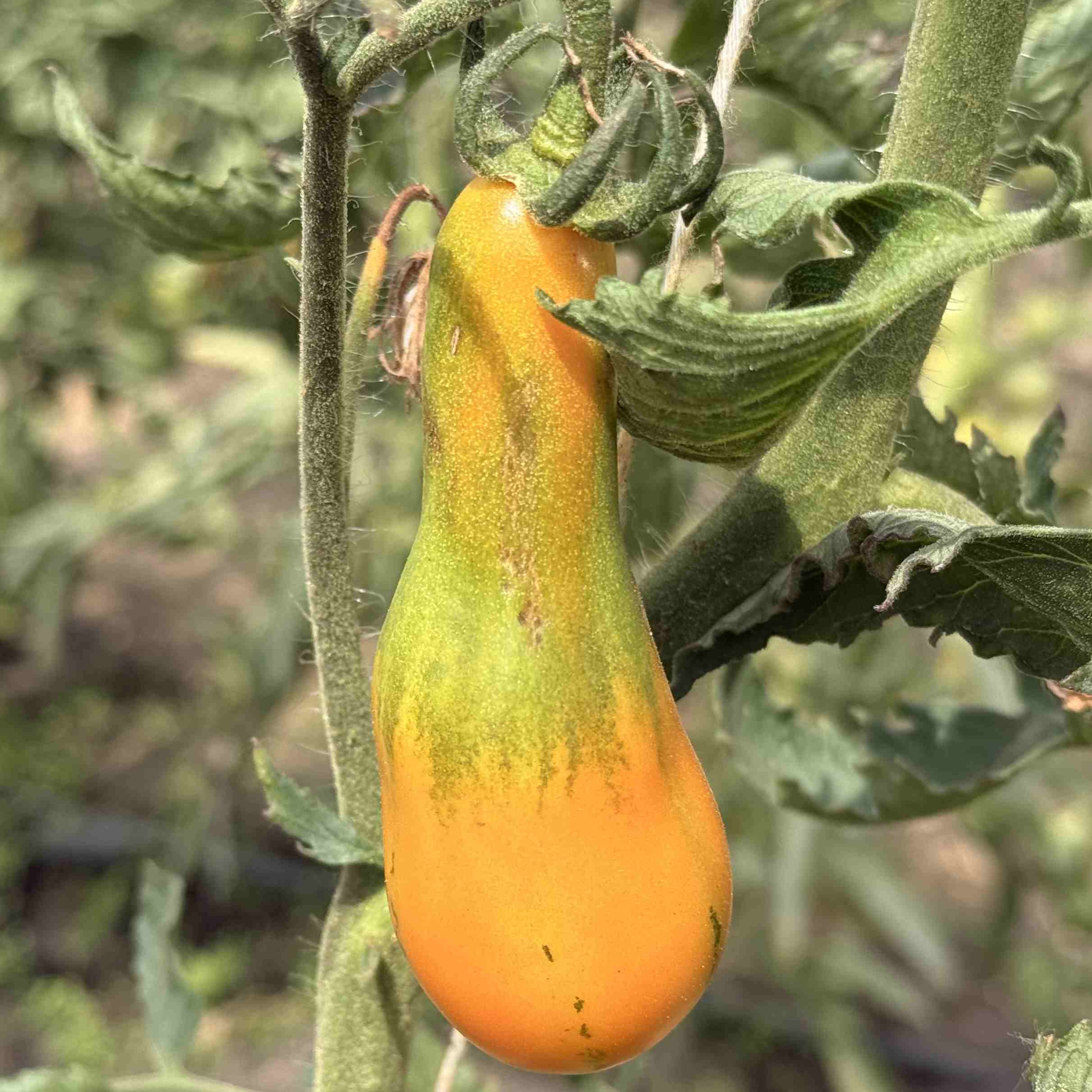 Tomatensaatgut Mila