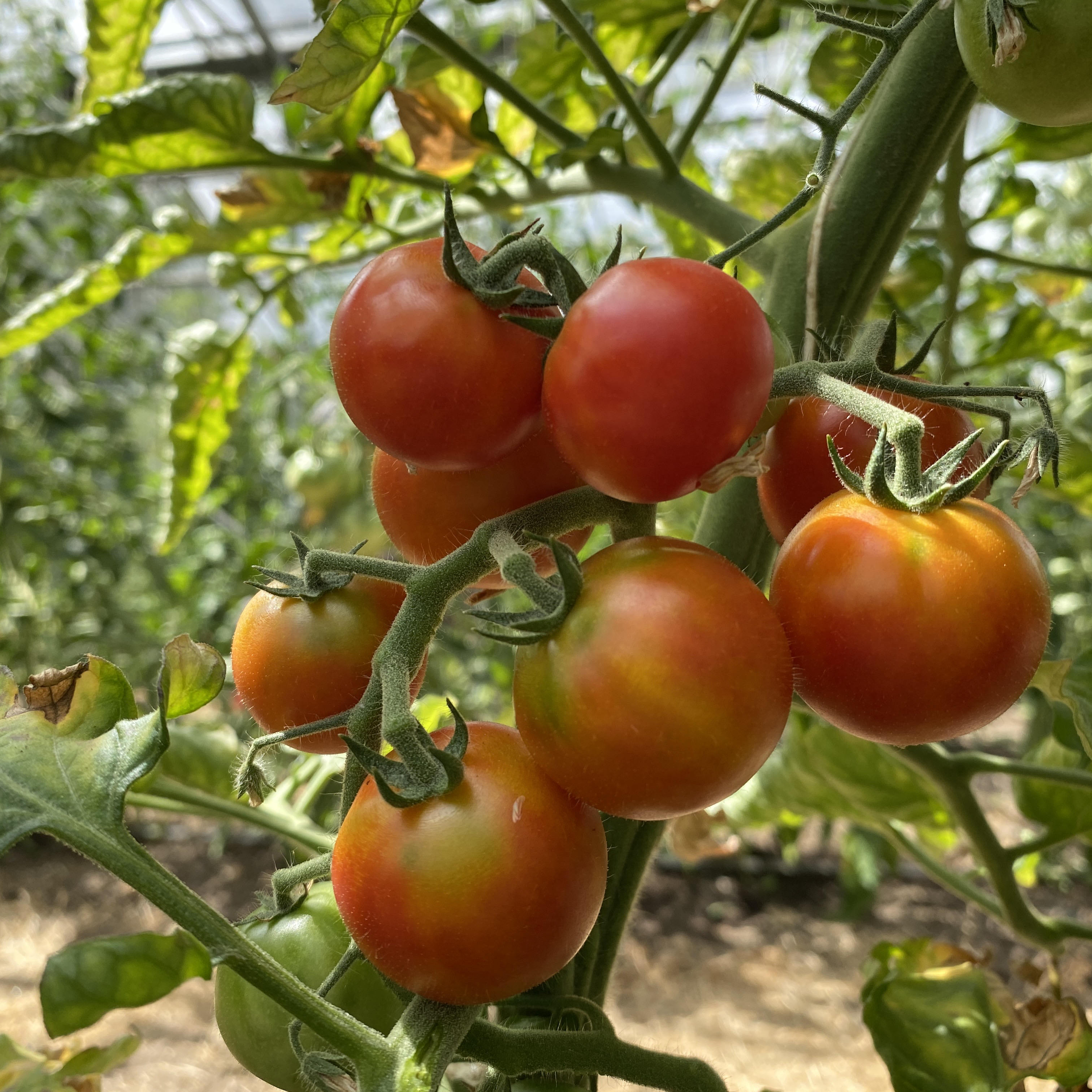 Tomatensaatgut Isis Candy Cherry