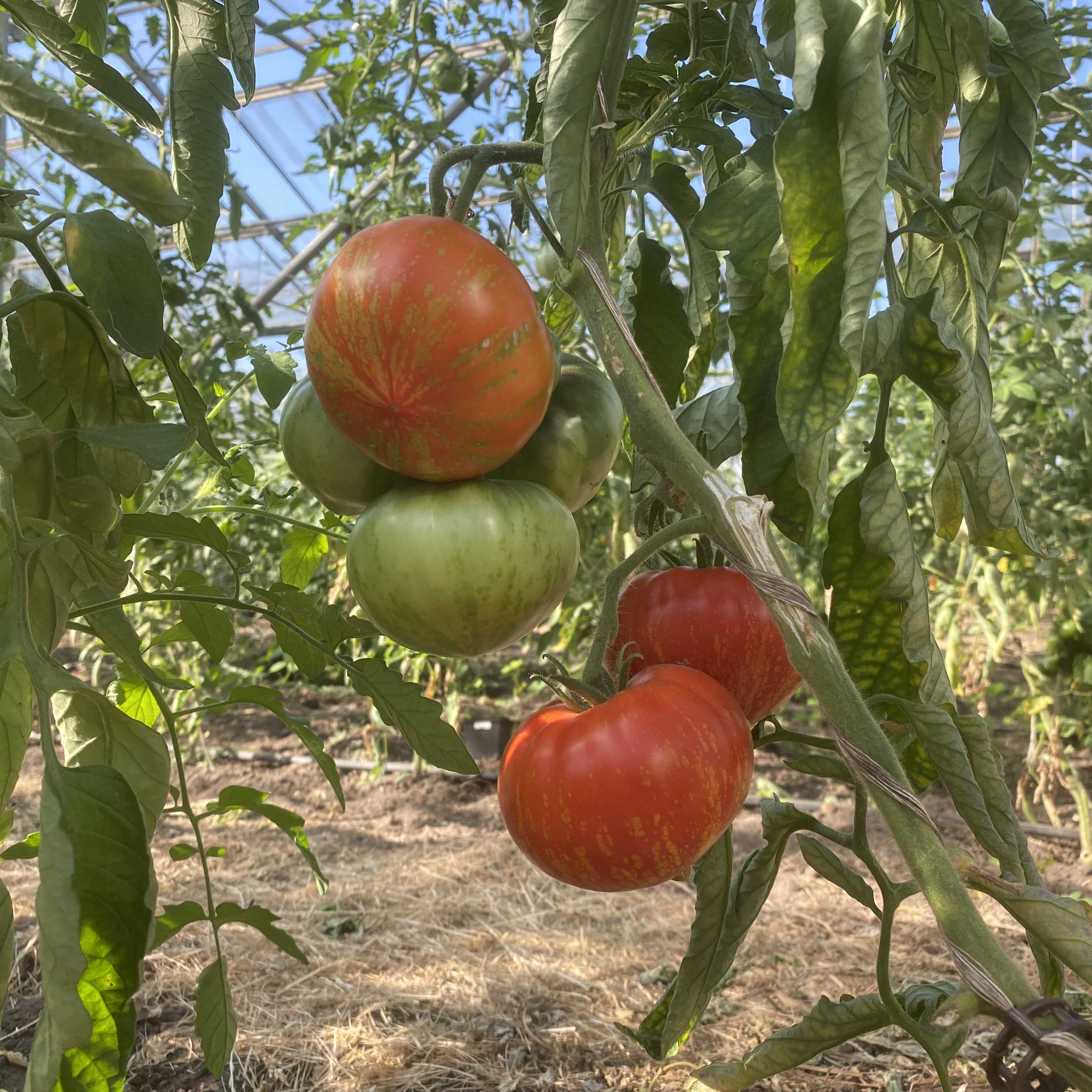 Tomatensaatgut Feuerwerk