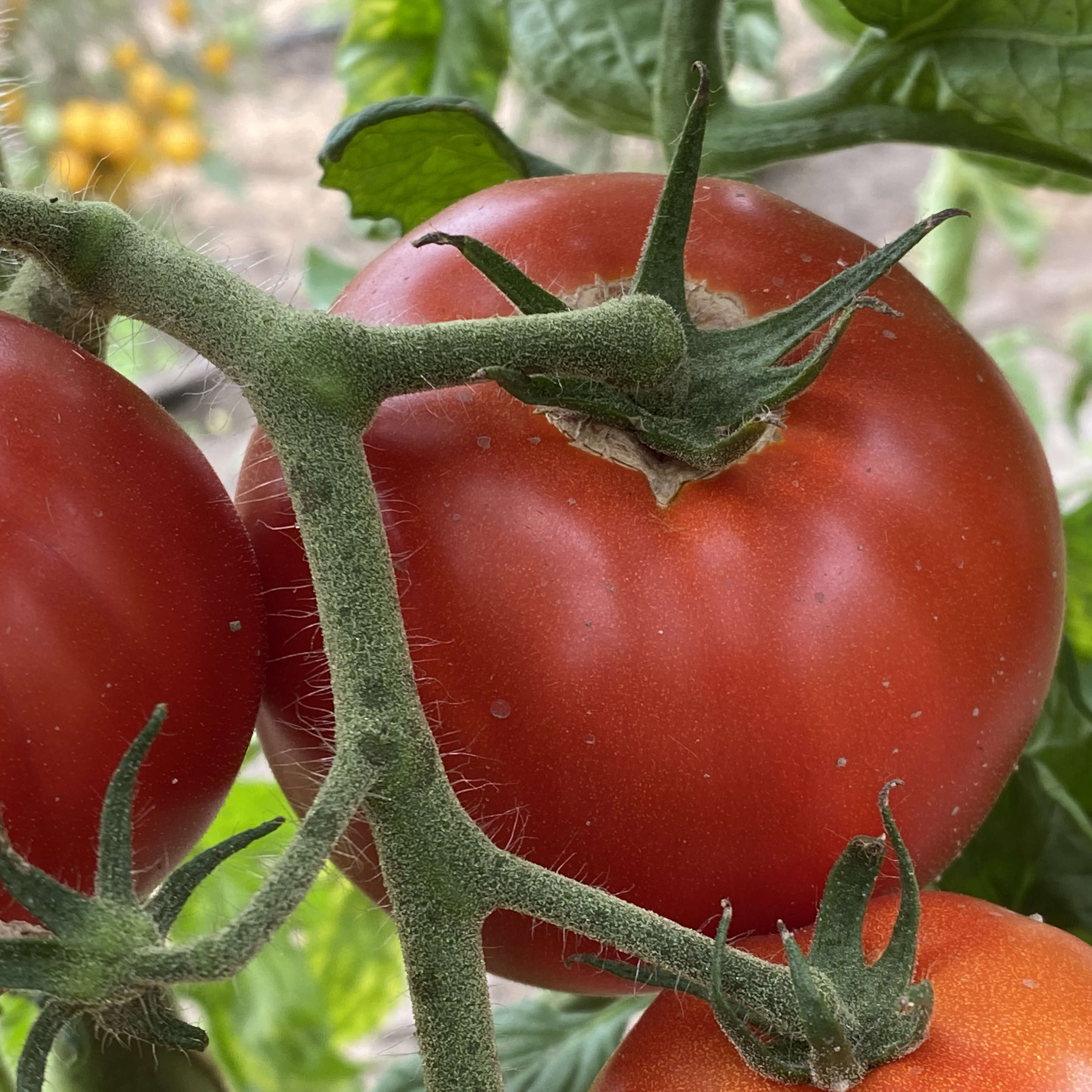 Tomatensaatgut Merveille des Marchés