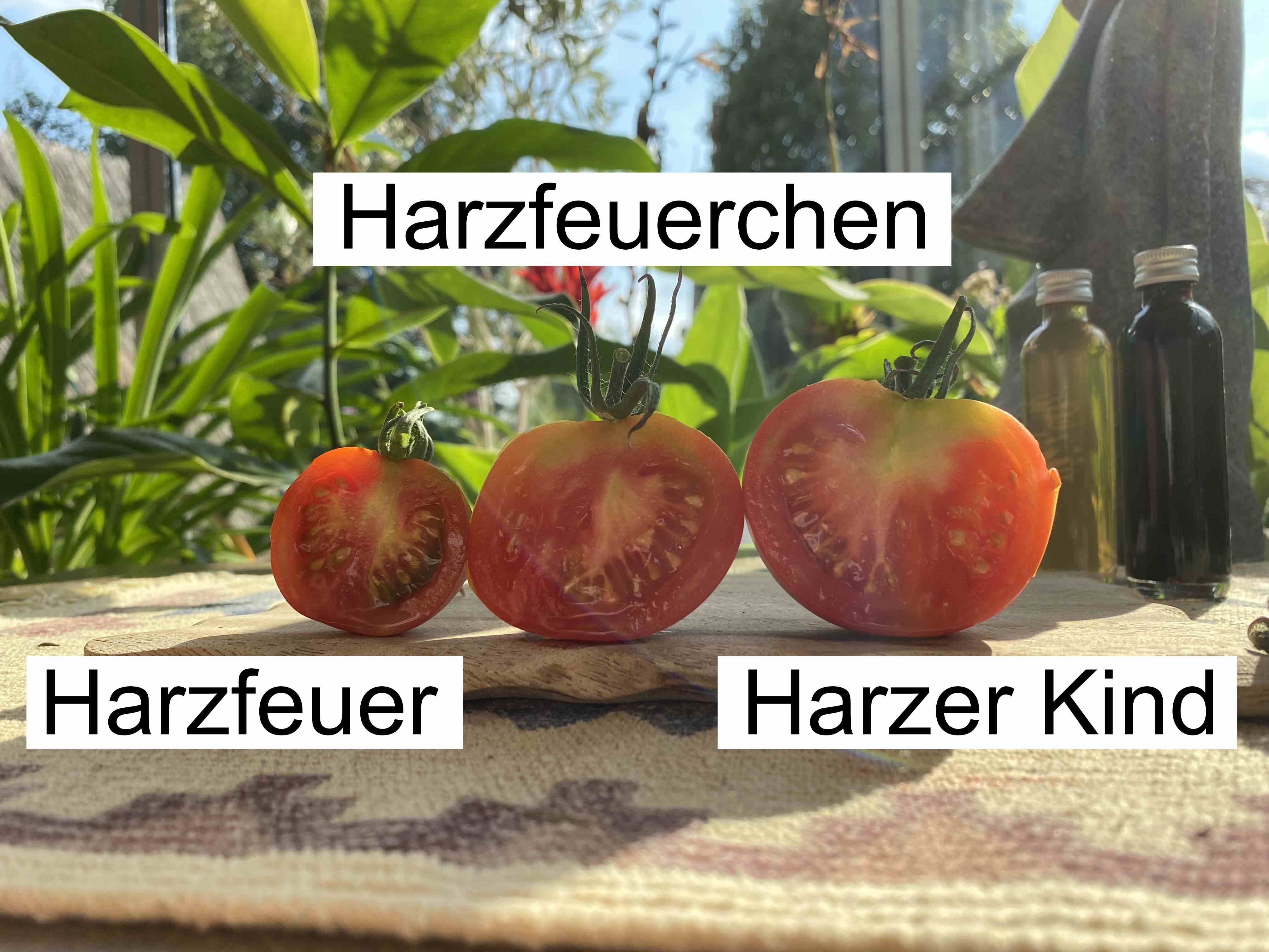 Tomatensaatgut Harzfeuer