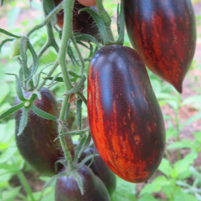 Rote und Blaue Tomatensorte mit schönem Geschmack