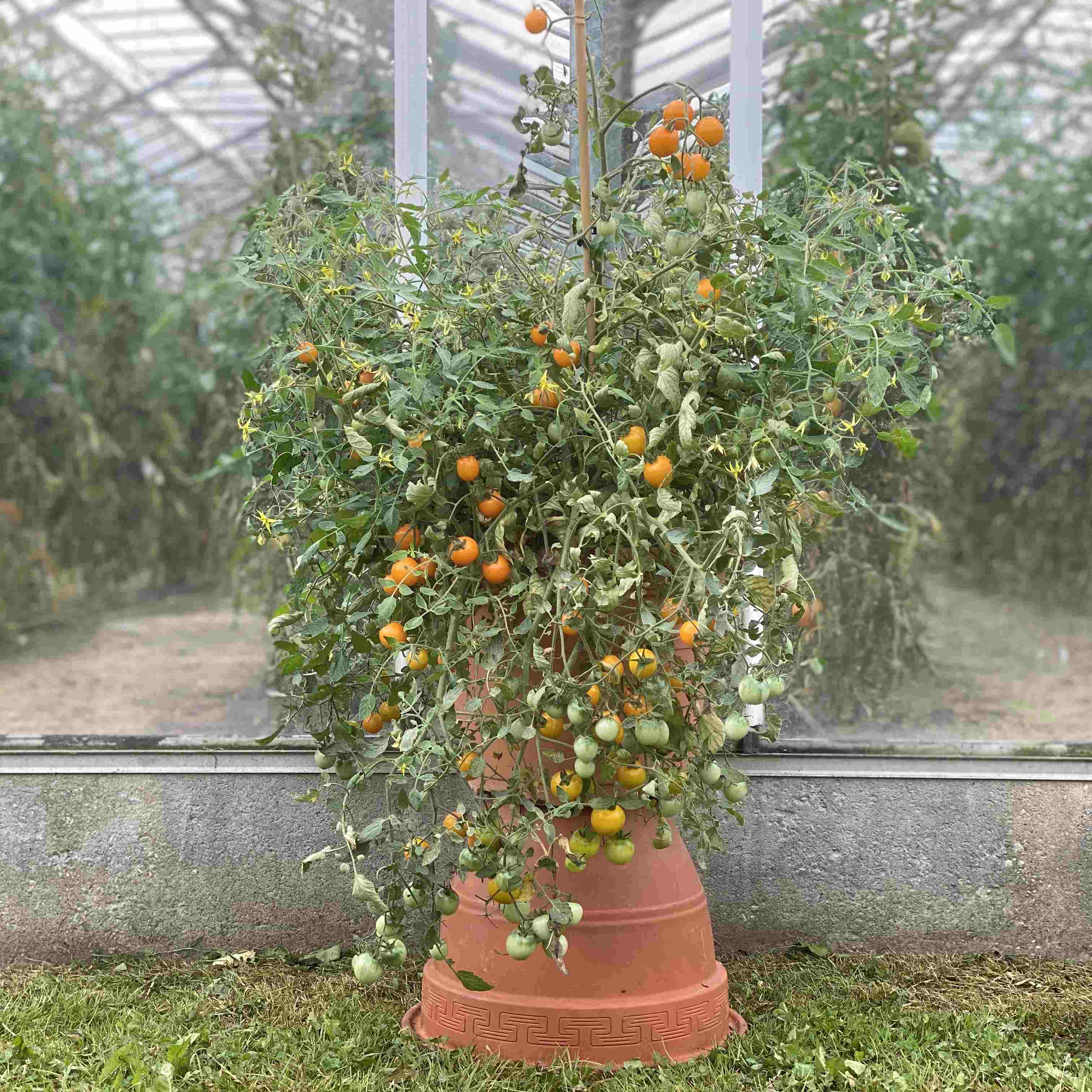 Tomatensaatgut Tumbling Tom Yellow