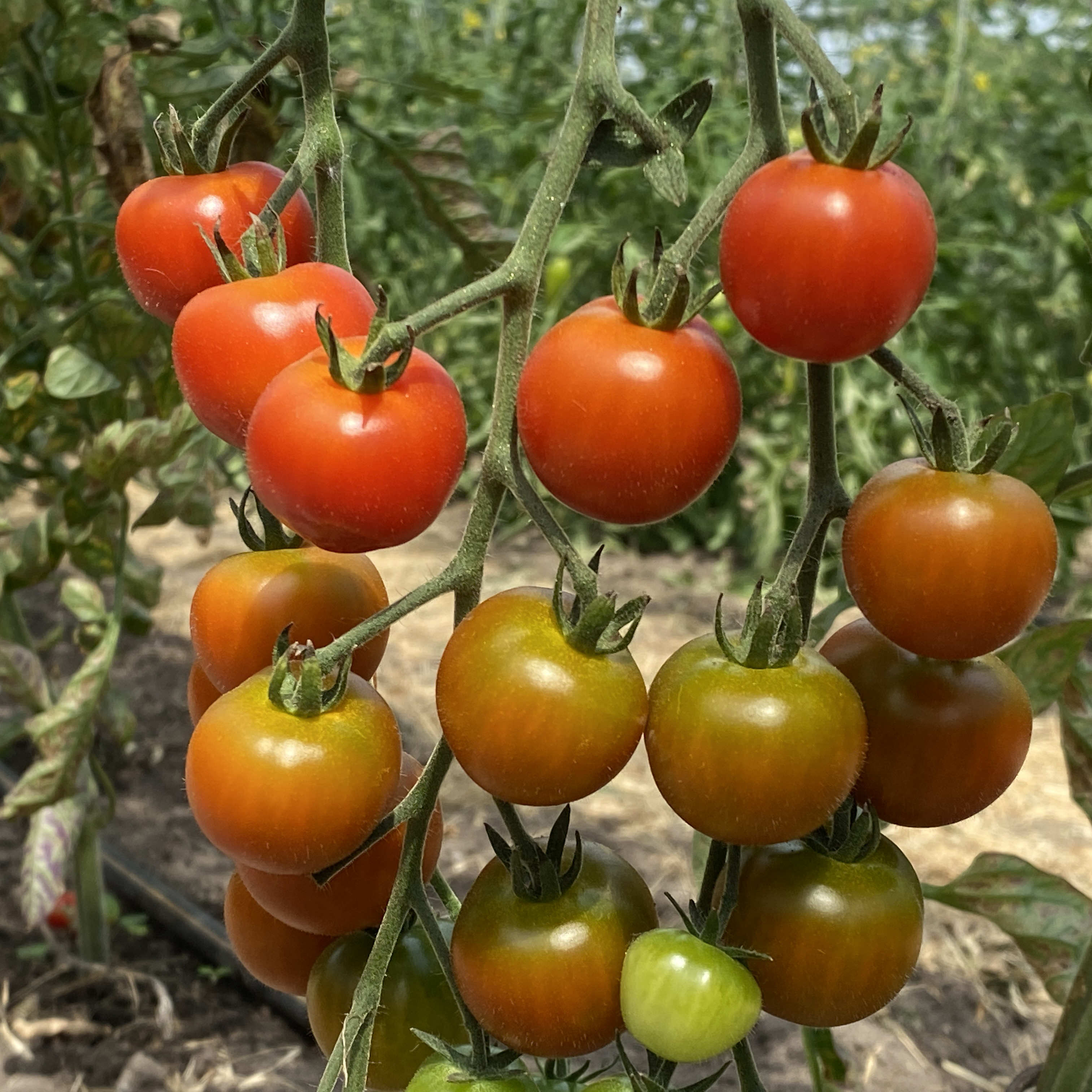 Tomatensaatgut Onkel Gustav