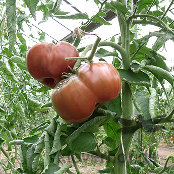 Brauner Bio Tomatenstauch