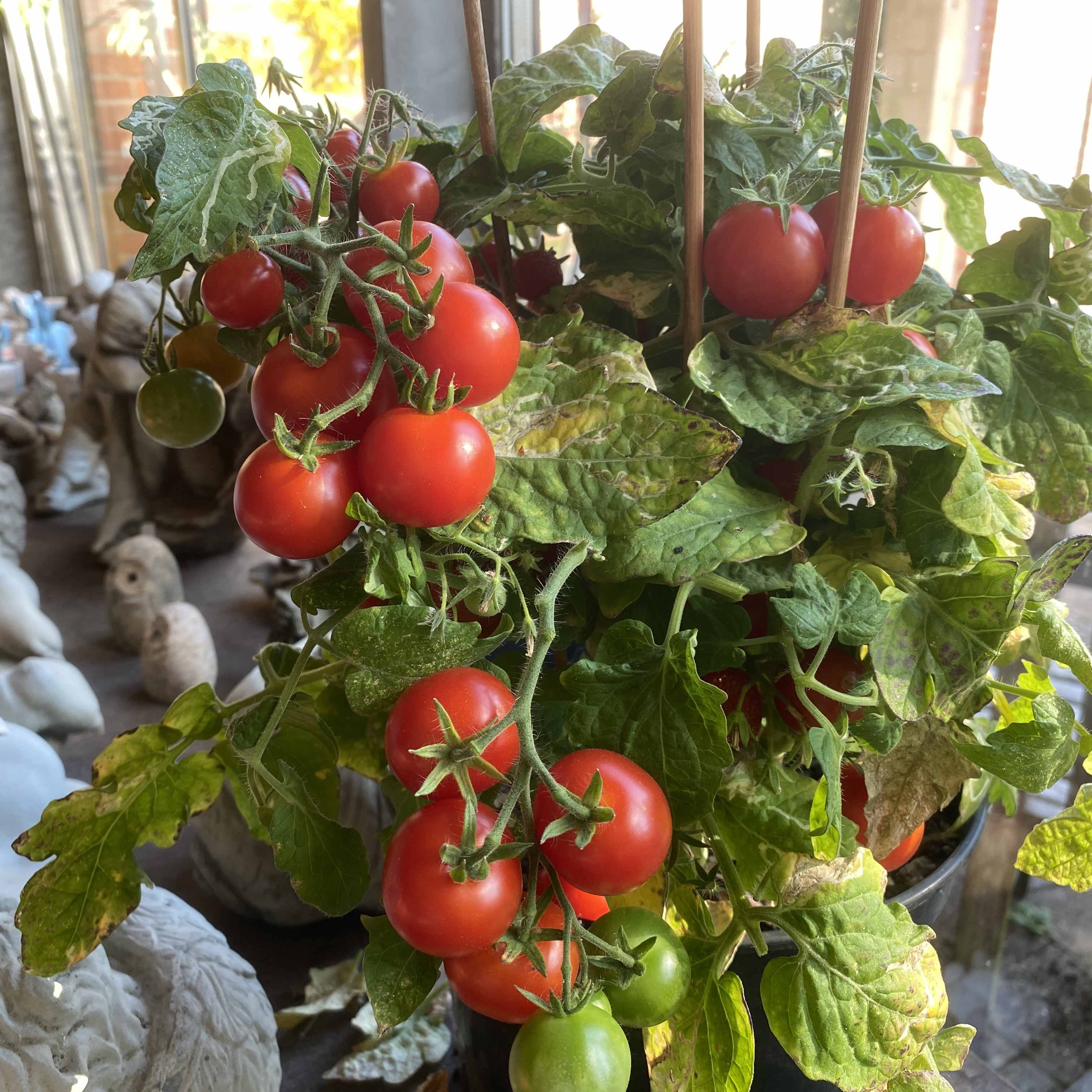 Tomatensaatgut Pummelfee