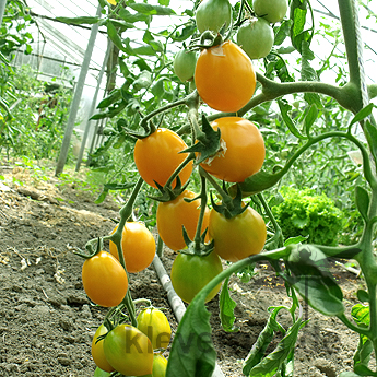 Orange Cherry Tomatenvielfalt