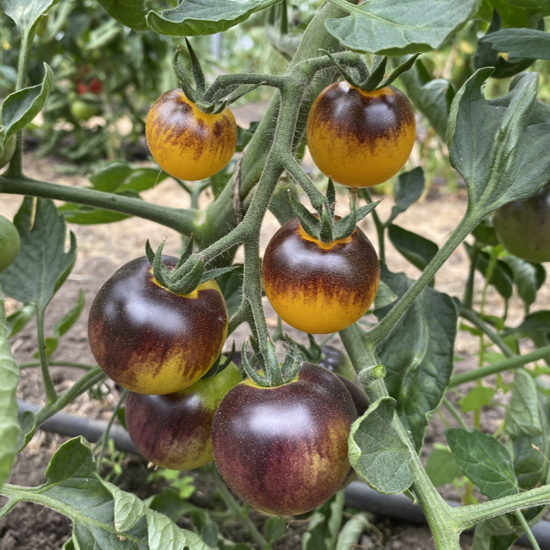 Blau/Gelbe Tomatenrarität
