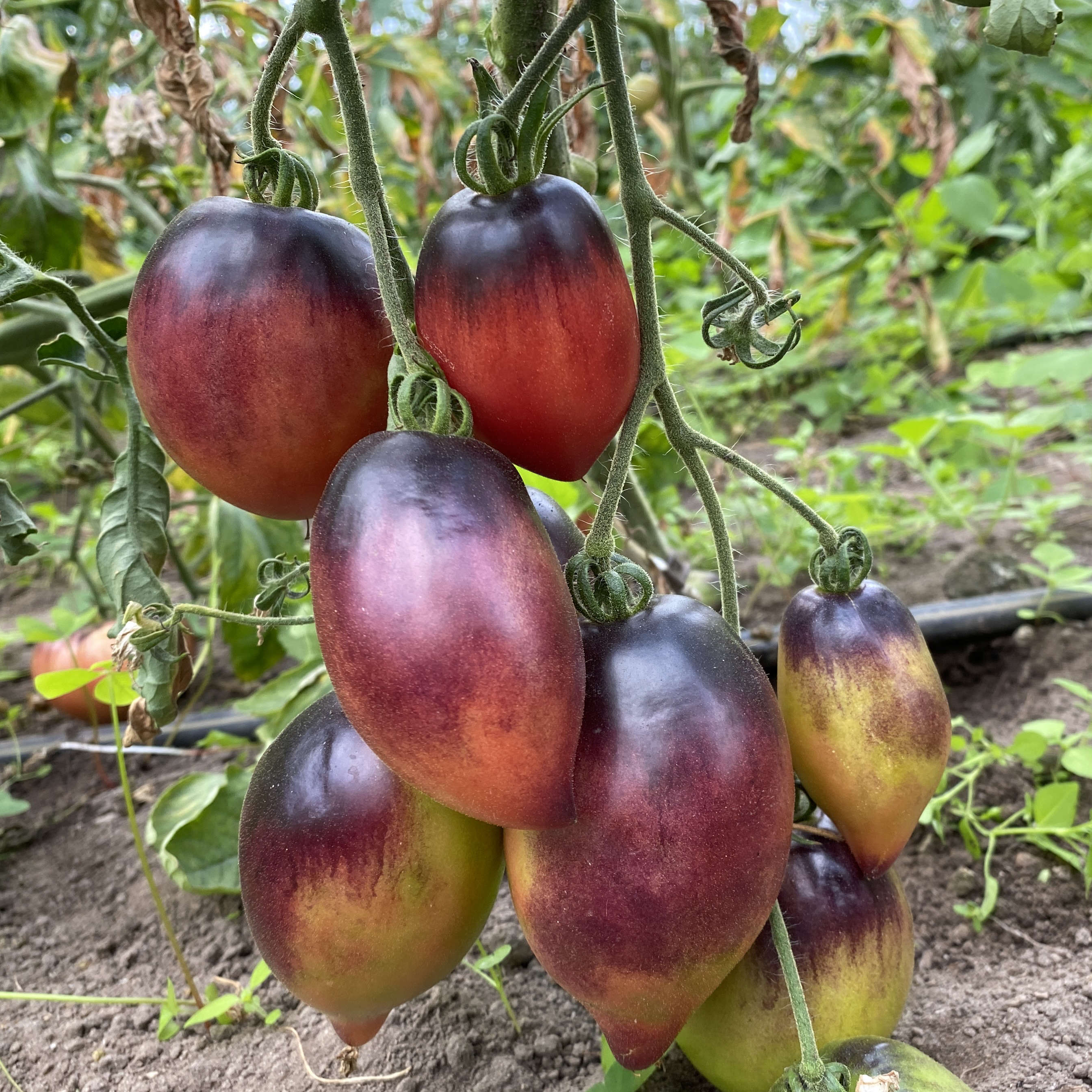 Tomatensaatgut Pascal de Picardie